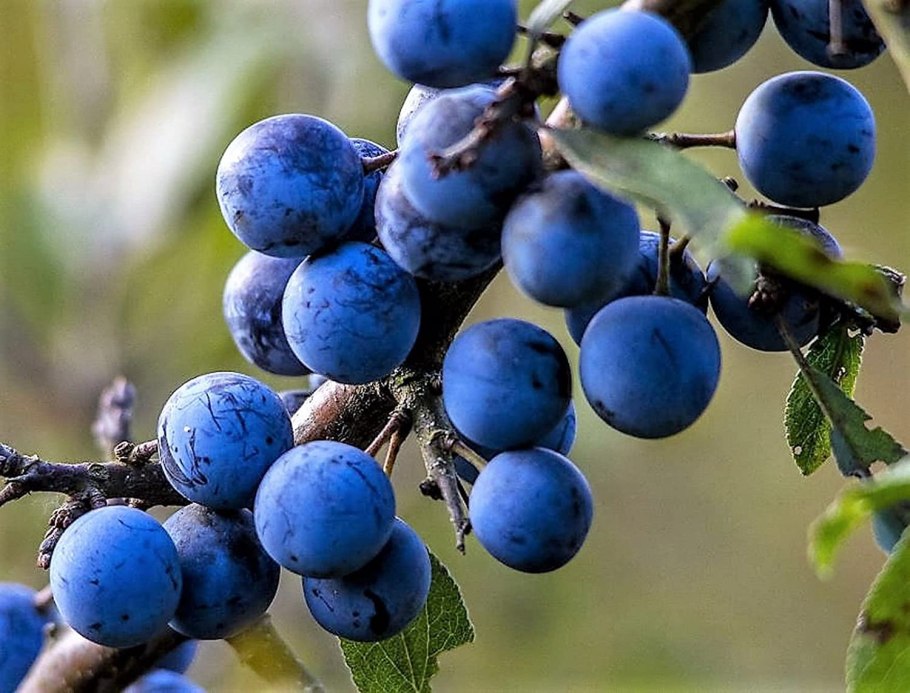 Терн (Prunus spinosa)