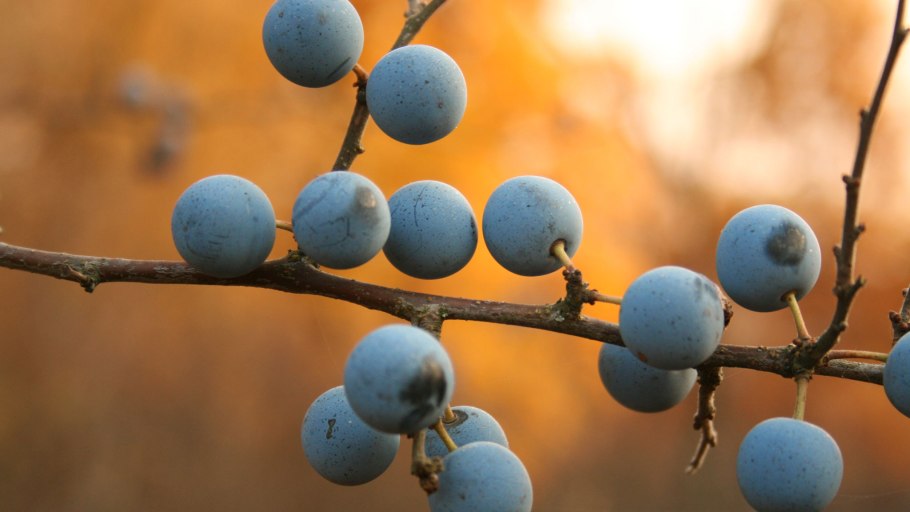 Слива колючая (Терн) (Prunus spinosa)
