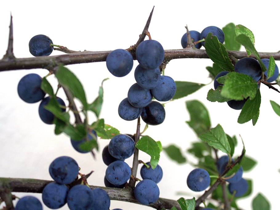 Терн (Prunus spinosa)