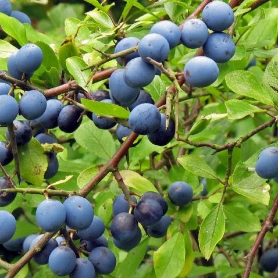 Тернослива гордость Сибири