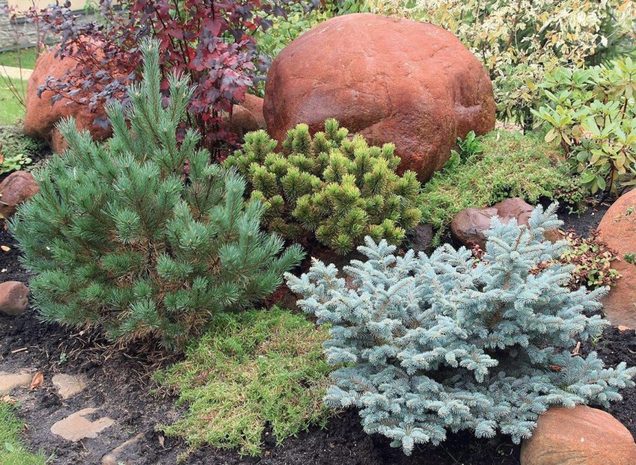 Можжевельник Скайрокет Живая изгородь