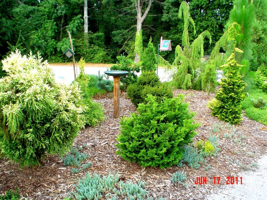 Хвойники сосны