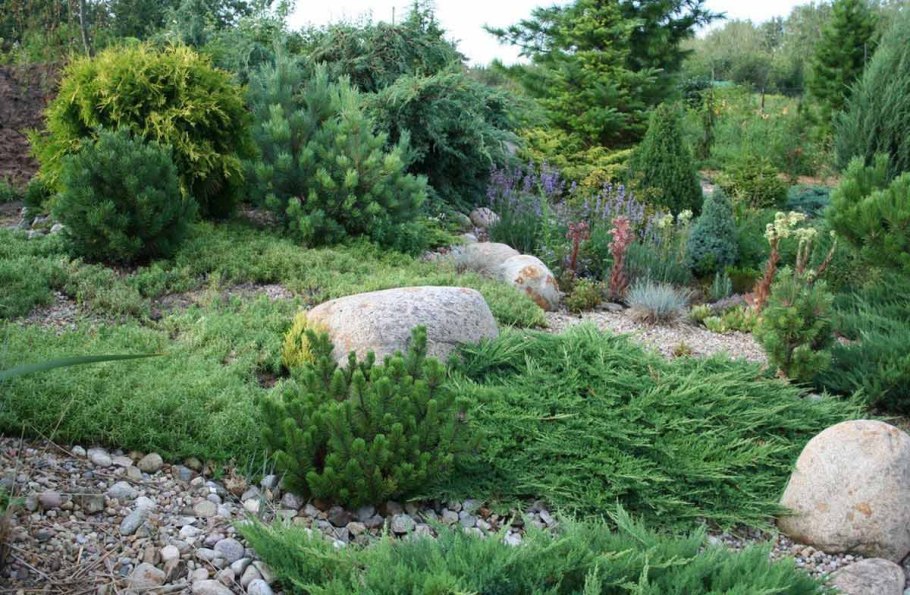 Самшит и можжевельник