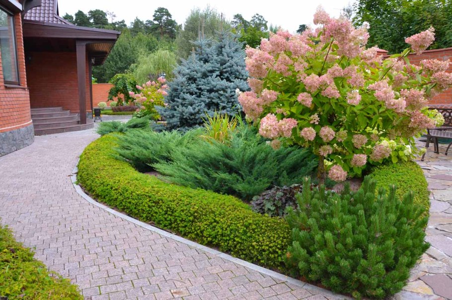 Ель колючая Биалобок