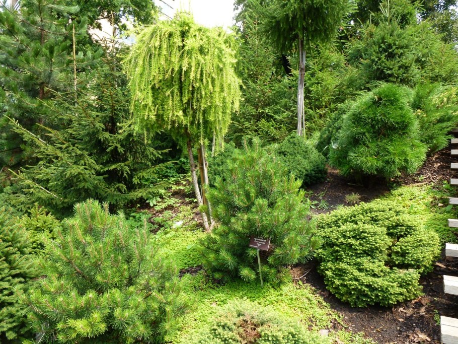 Хвойно Вересковый миксбордер