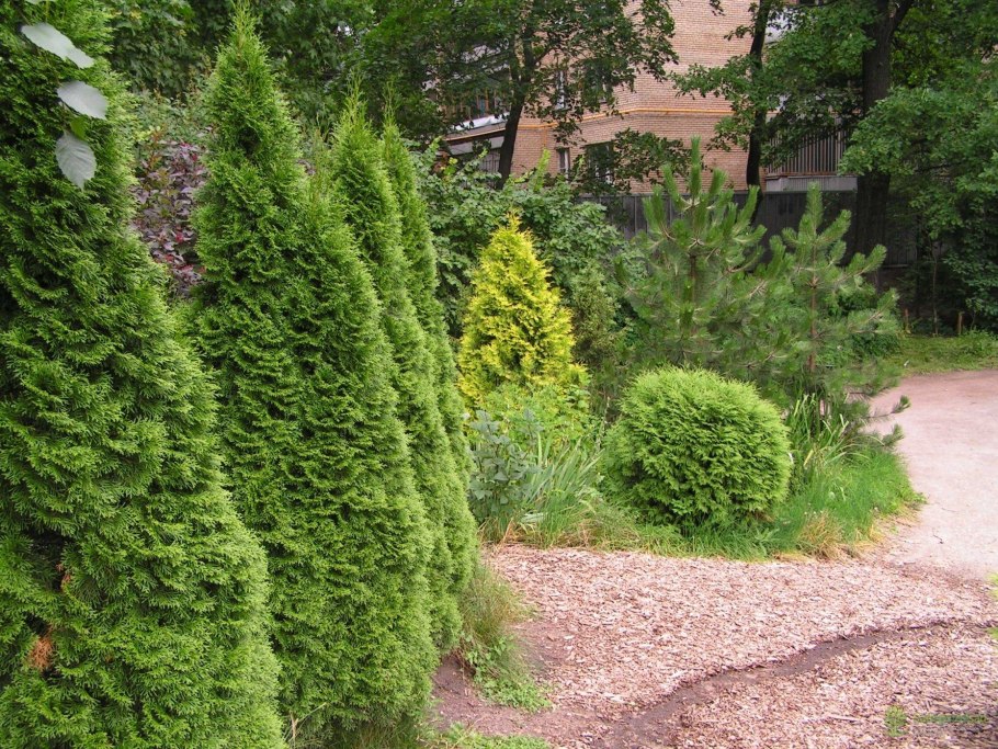 Лиственница европейская Пендула