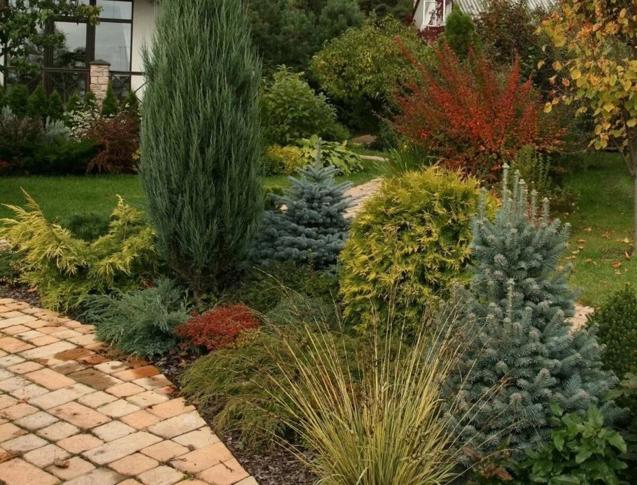 Ель обыкновенная Уиллс цверг