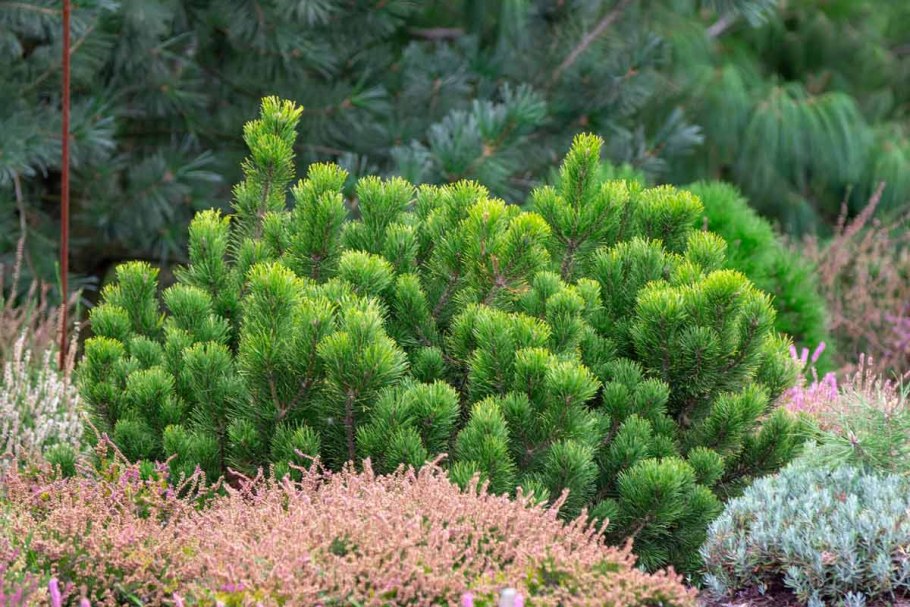 Сосна Пумилио Горная миксбордер