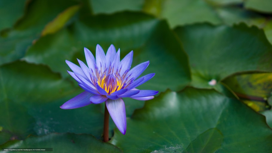 Лотос белый Индия