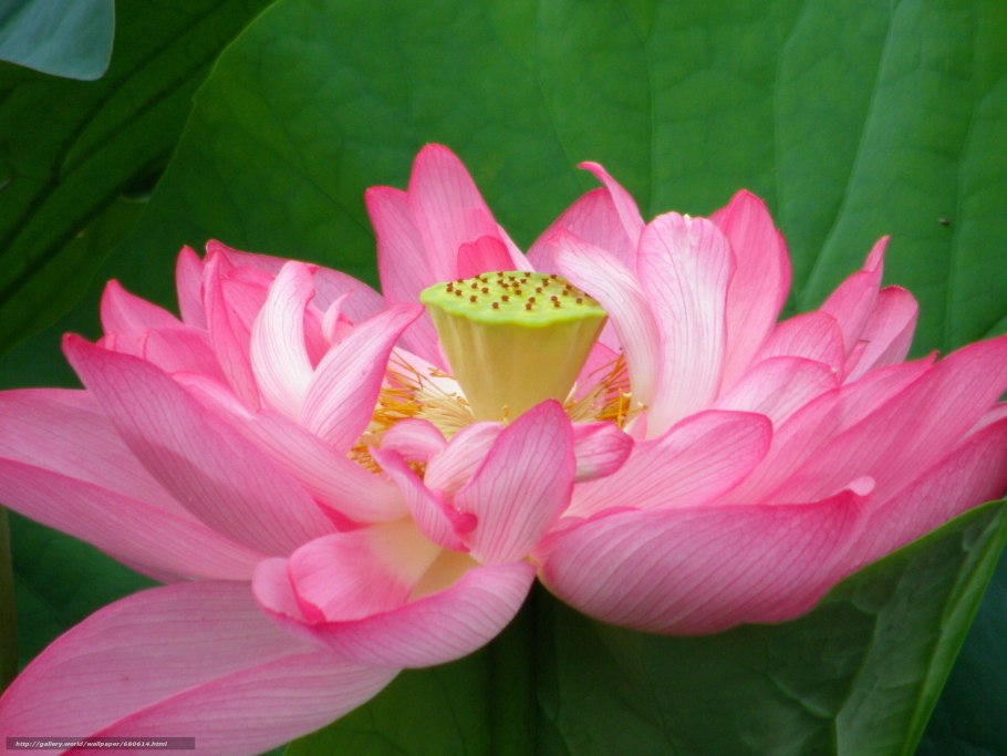 Открытки с кувшинками