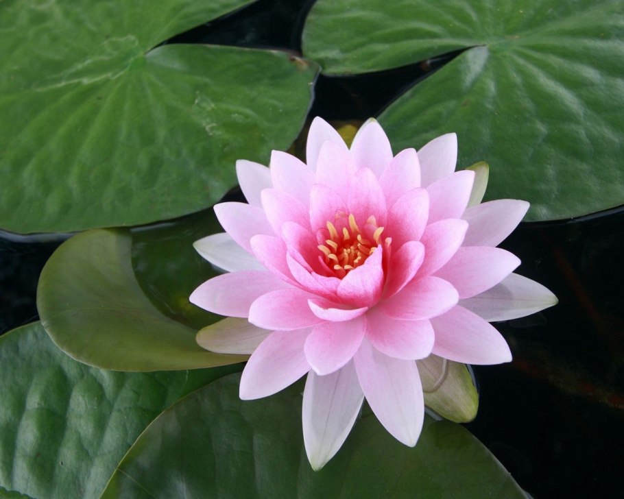 Нимфея фиолетовая