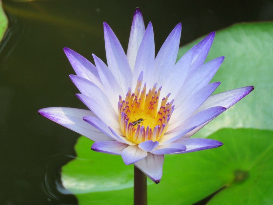 Лотос вид сверху