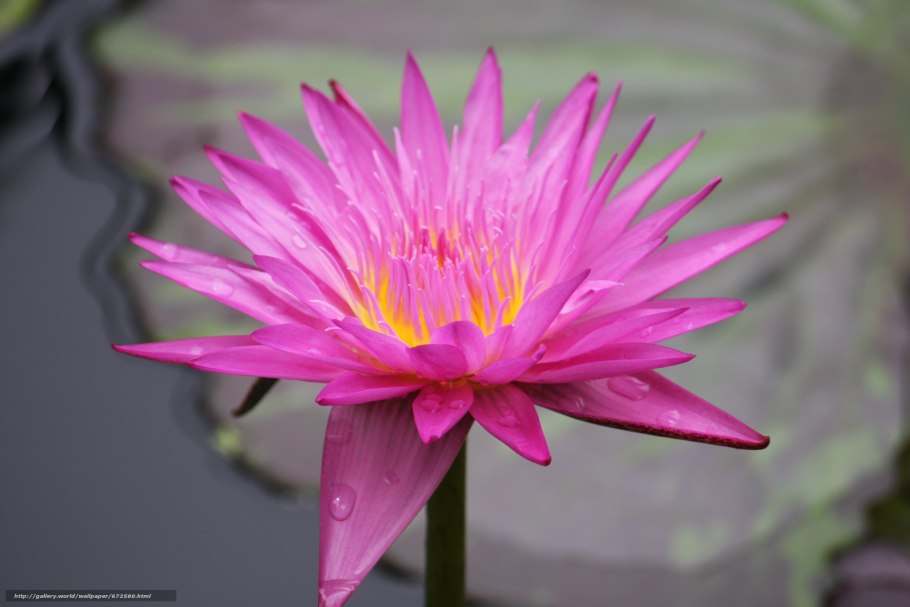 Антарес кувшинка