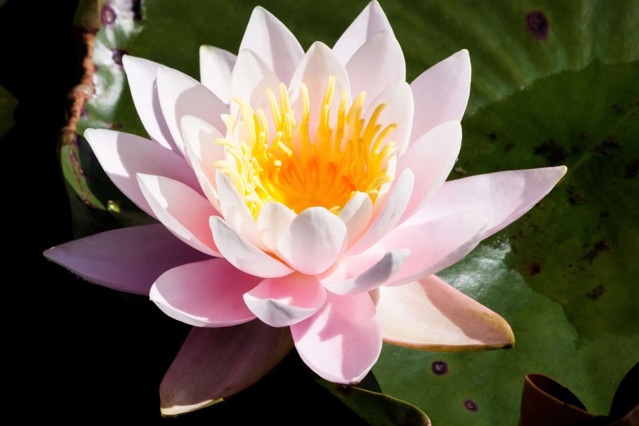 Алоизий лилий