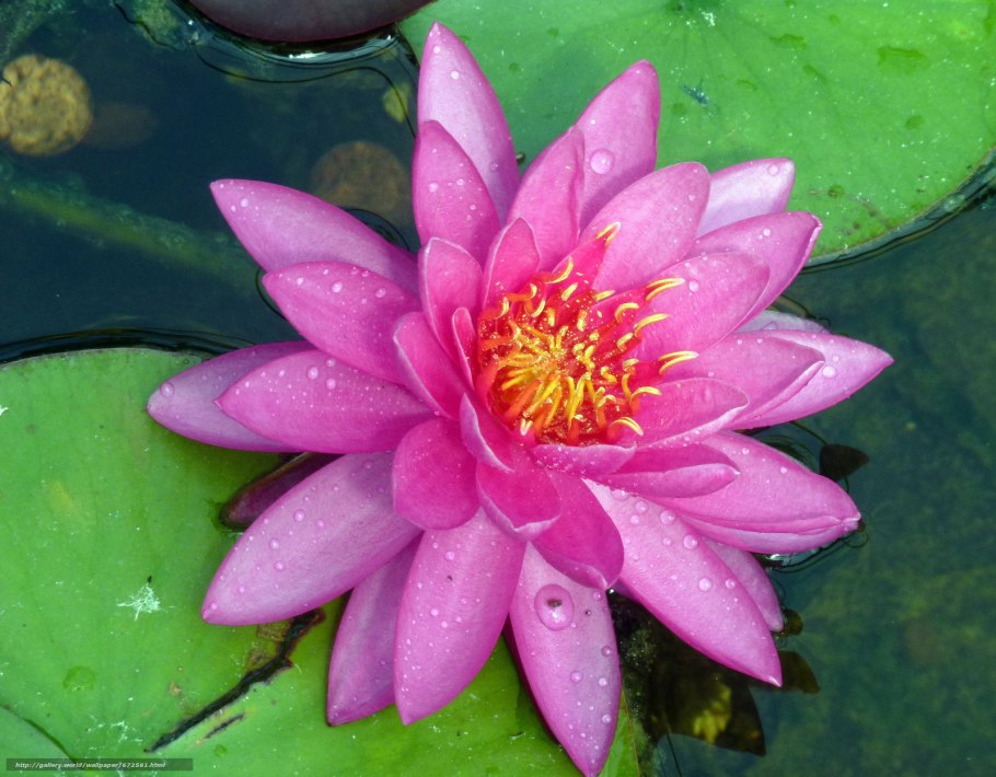 Тысячалепестковый Лотос