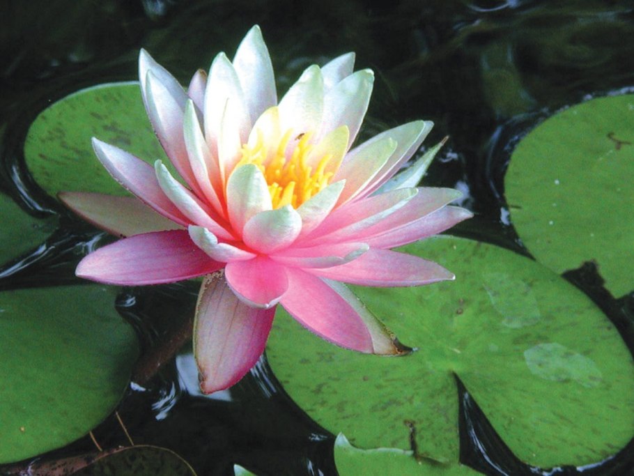 Кувшинка четырёхгранная