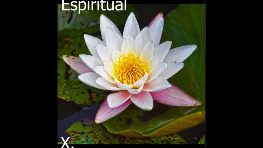 Лотос кувшинка водяная Лилия