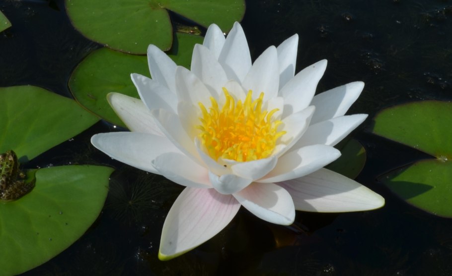 Водяные лилии