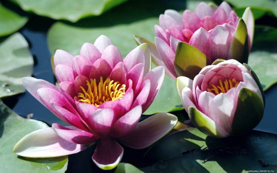 Кувшинка водяная Лилия