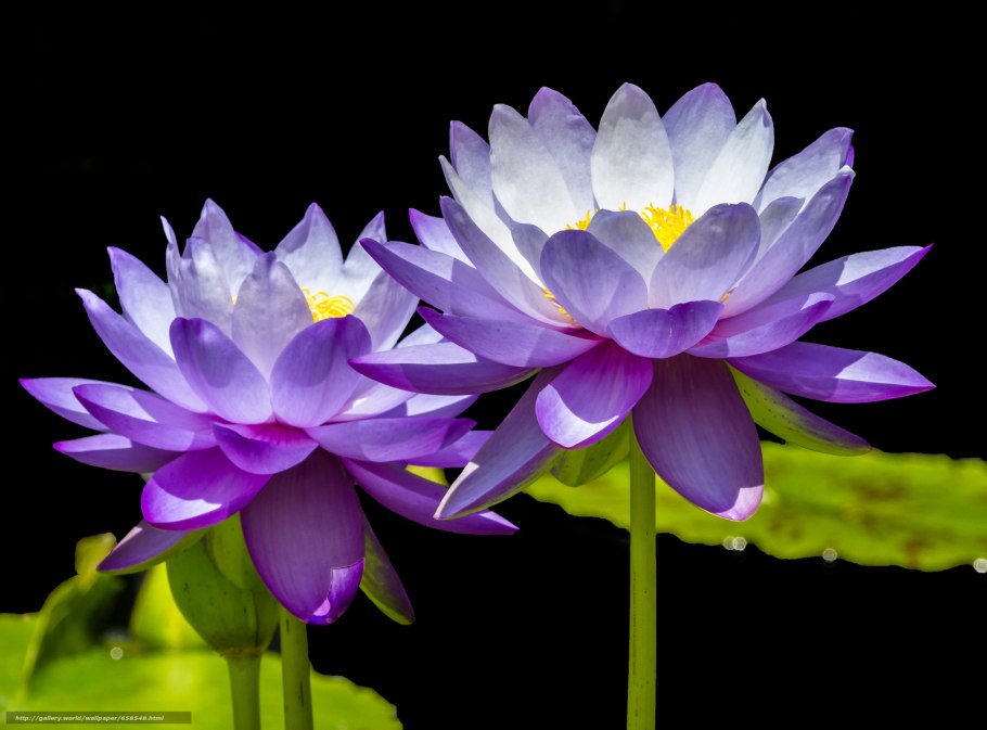 Кувшинка белая фото