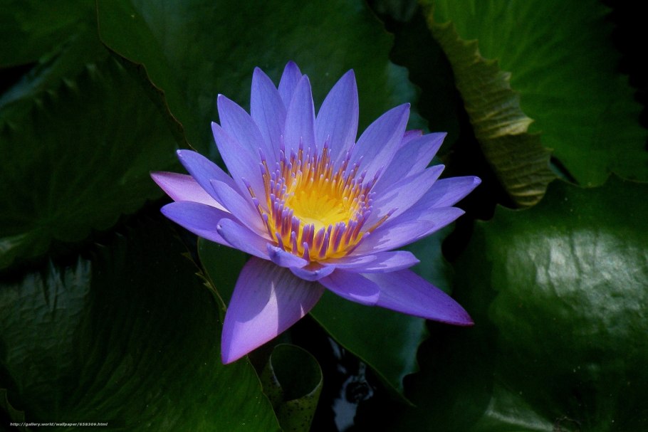 Египетский Лотос