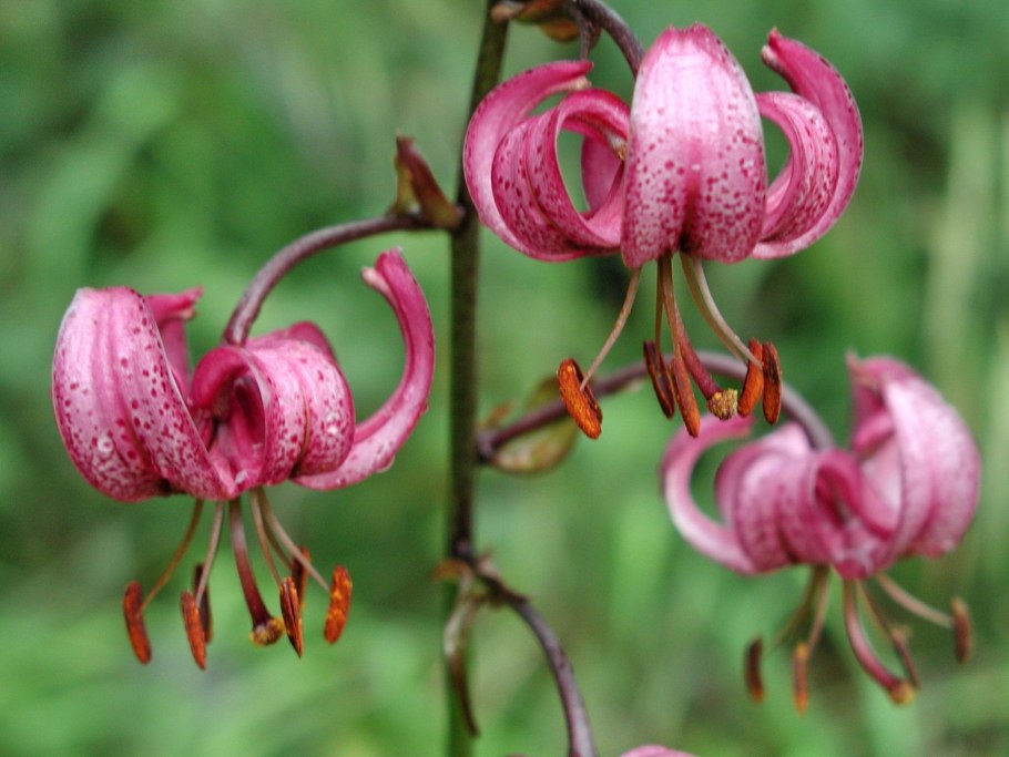 Мартагон Лейтланд