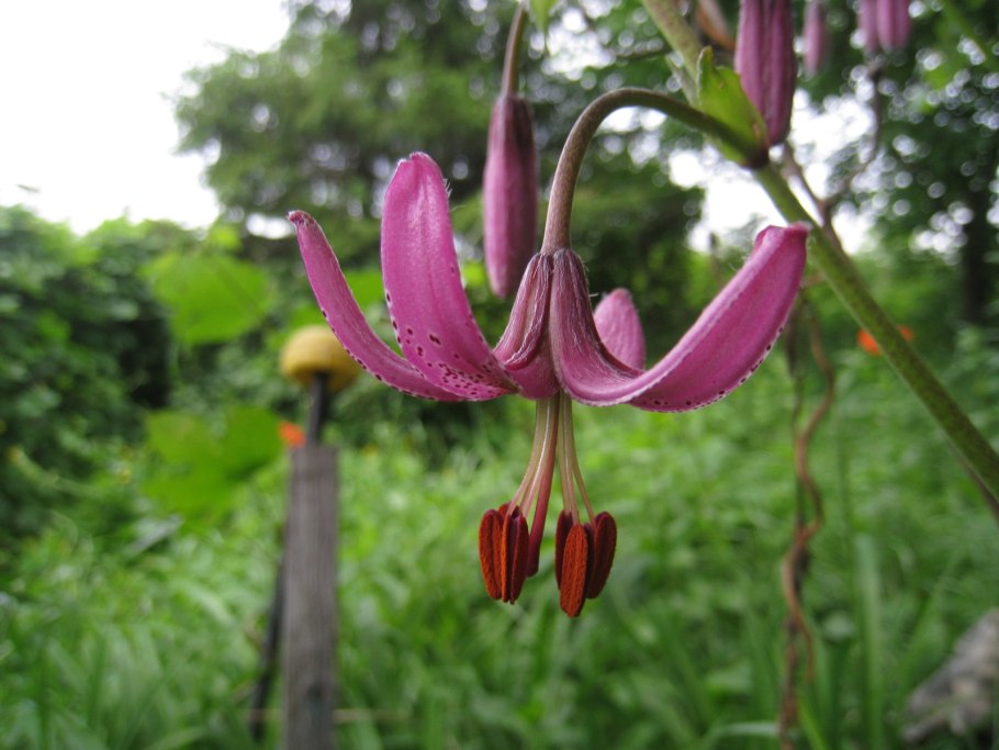 Систематика Лилия кудреватая