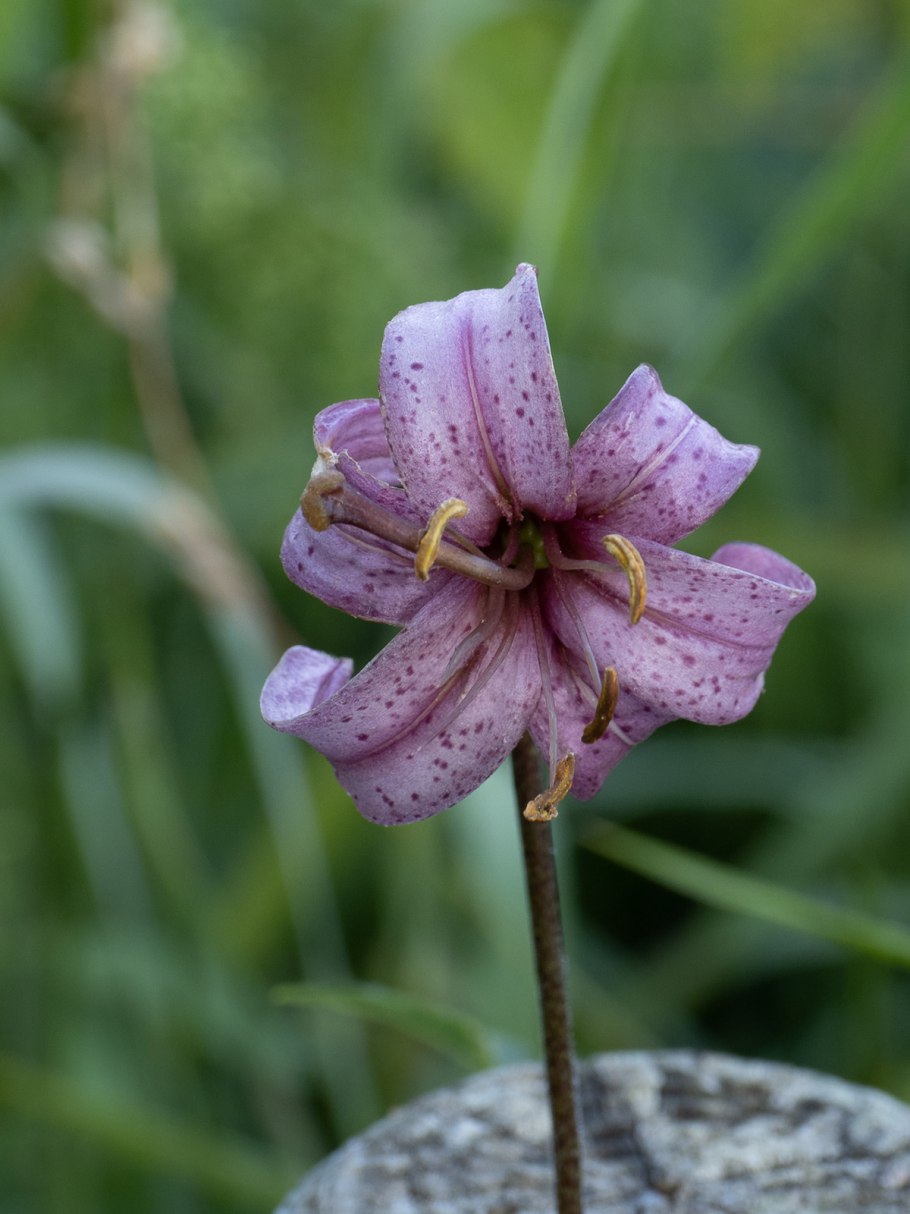 Лилия мартагон Клаудиа Шрайбер