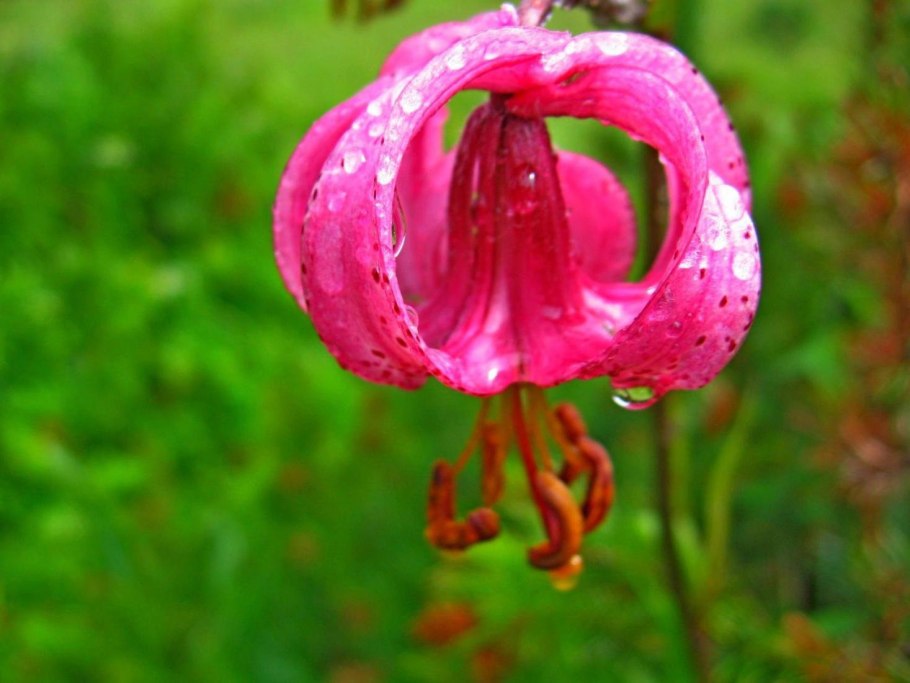 Лилия кудреватая мартагон