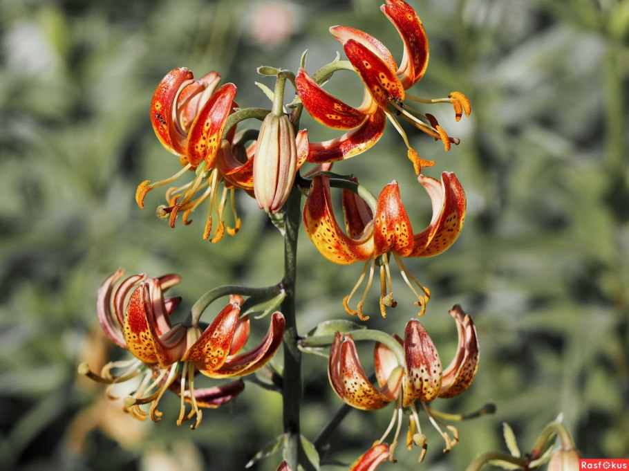 Лилия кудреватая мартагон