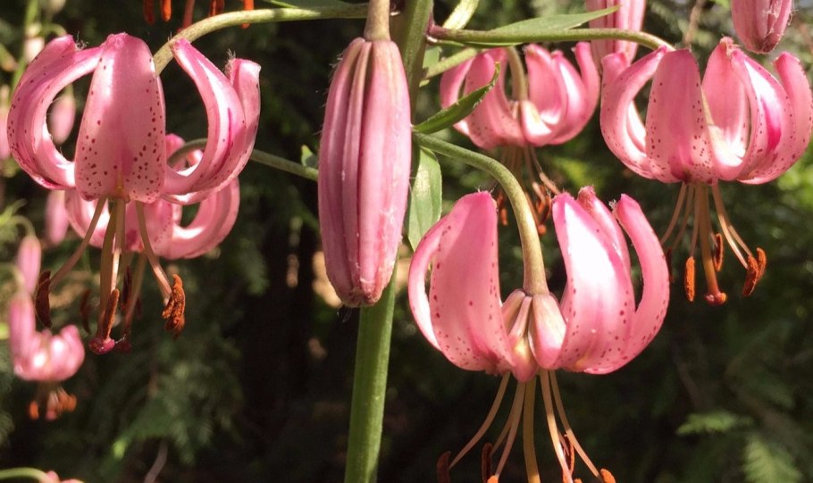 Лилия Даурская саранка