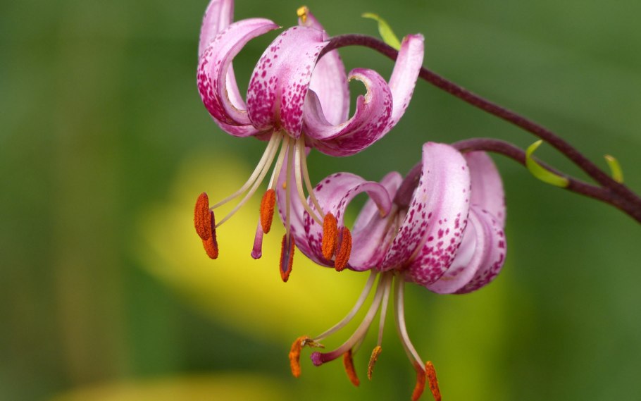 Lilium martagon — Лилия саранка