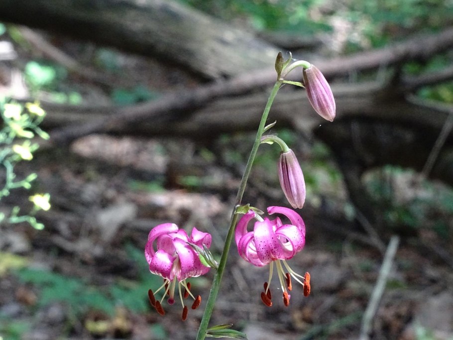 Лилия Даурская саранка