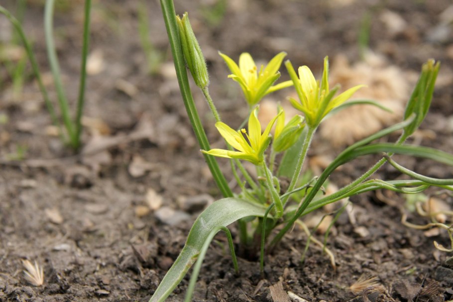 Гусиный лук (Gagea lutea)