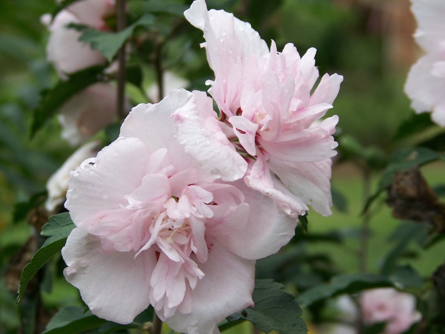 Гибискус сирийский Пинк шифон