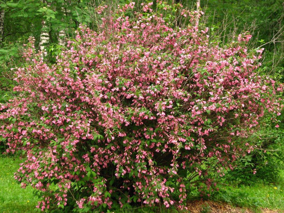 Вейгела Лоймансей Ауреа