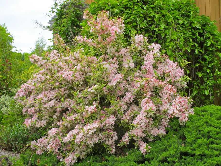 Кустарник вейгела Цветущая