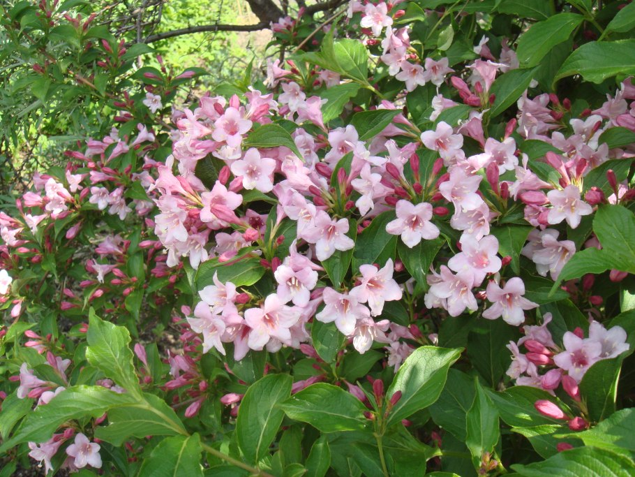 Вейгела Цветущая (Weigela Florida rosea)