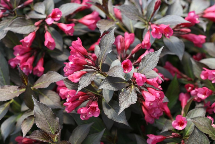 Вейгела Цветущая Нана Пурпуреа