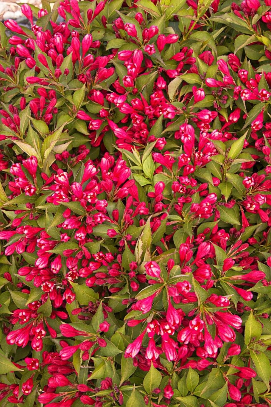 Вейгела Цветущая Нана Вариегата