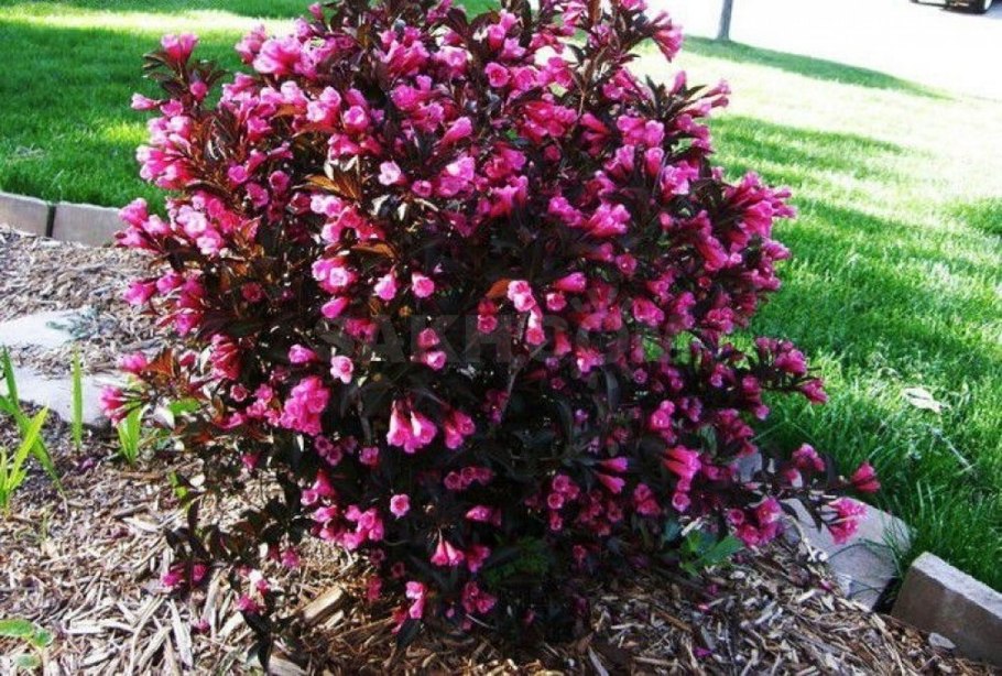 Вейгела Цветущая Розеа