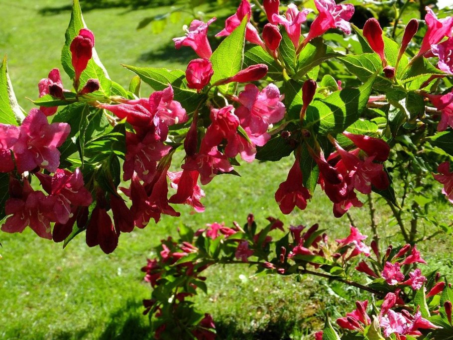 Вейгела ева Ратке куст