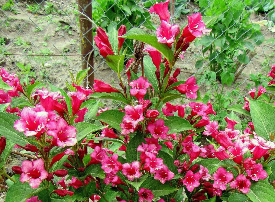 Вейгела Nana variegata