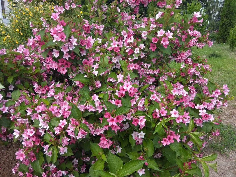 Вейгела Цветущая (Weigela Florida)