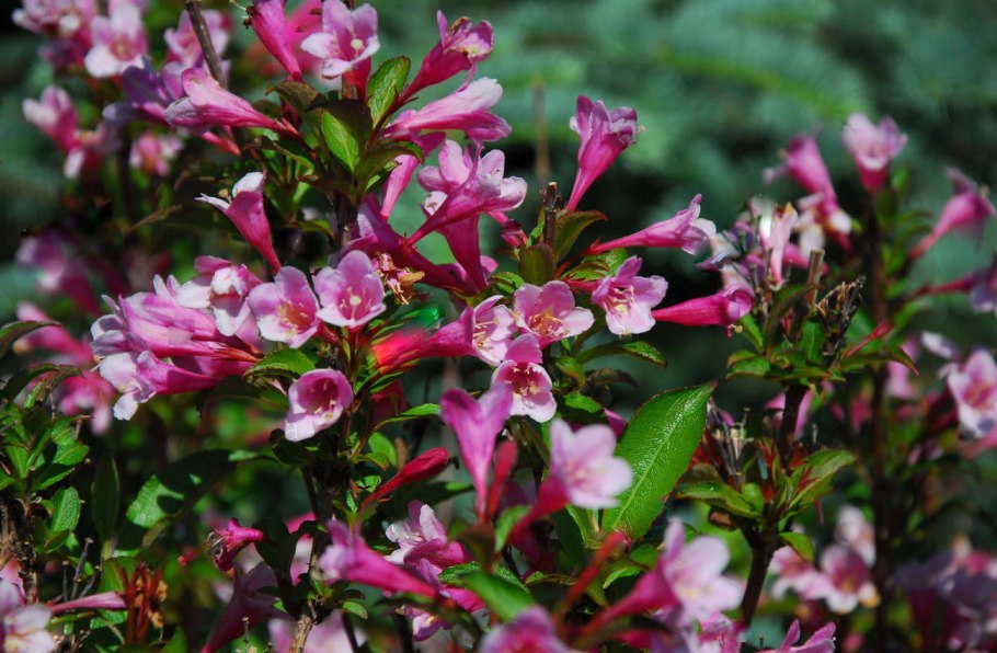 Вейгела Флорида