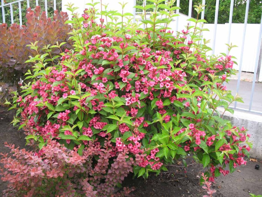 Вейгела марун Свон