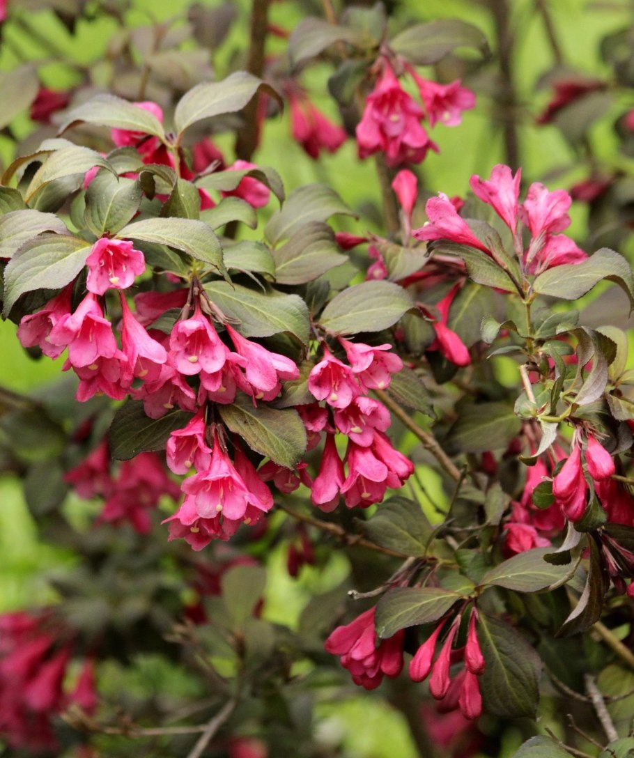 Куст вейгела