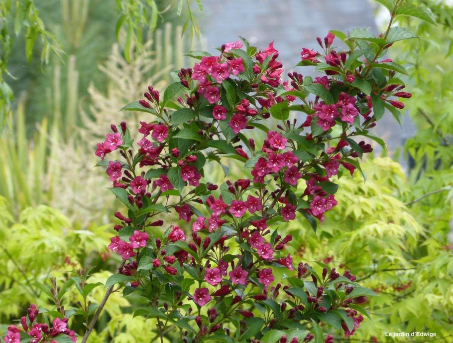 Куст вейгела