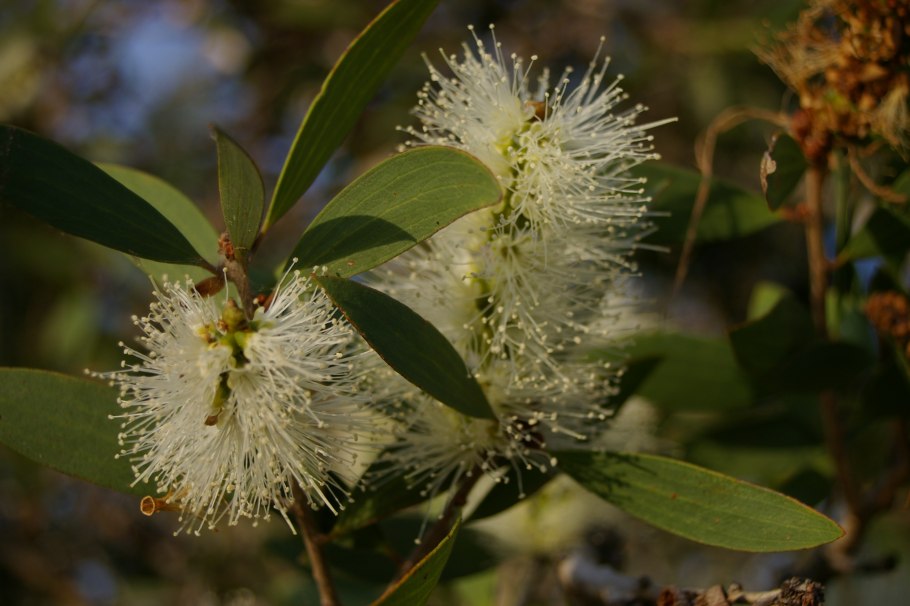 Melaleuca pityoides описание