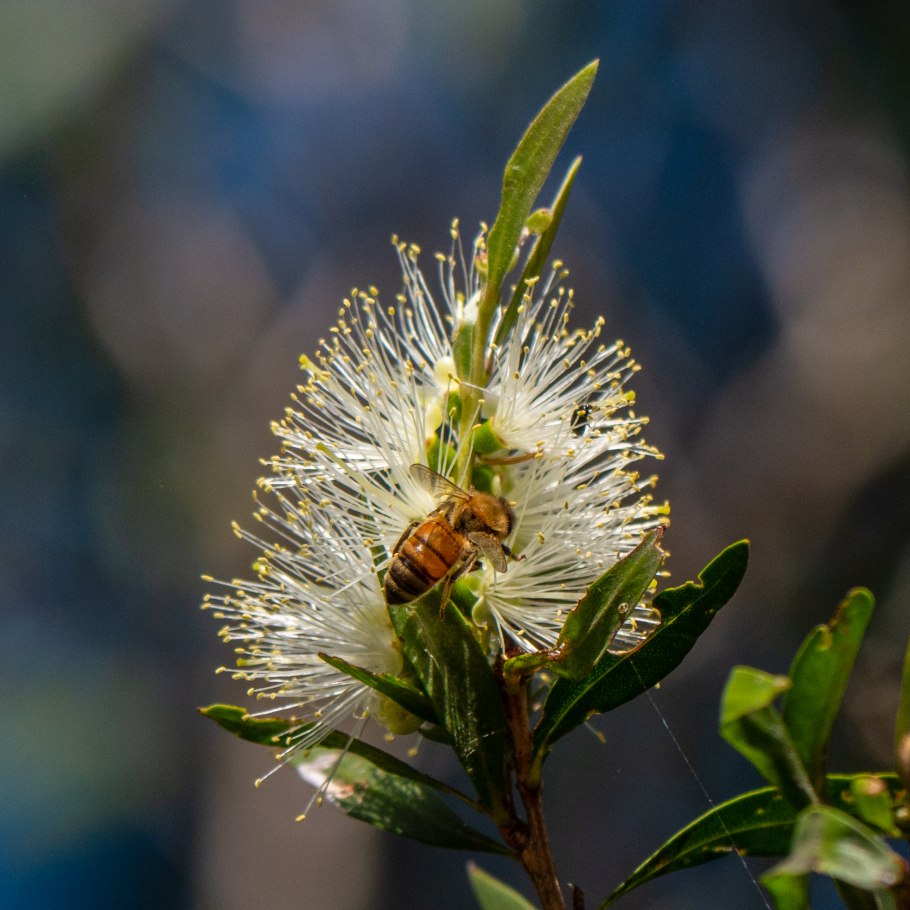 Melaleuca linearis